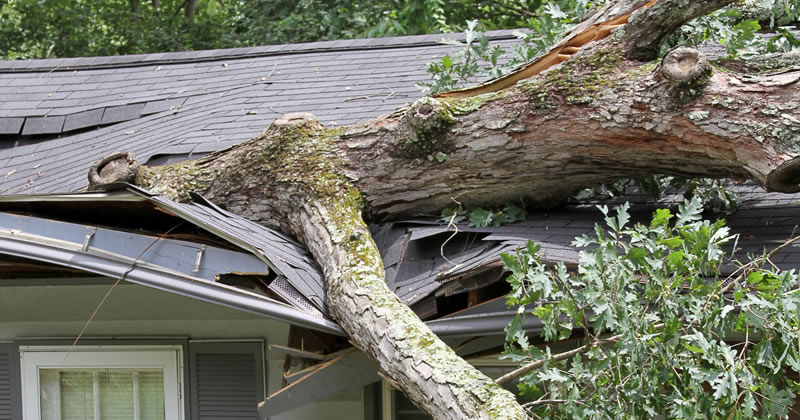 roof damaged by falling tree